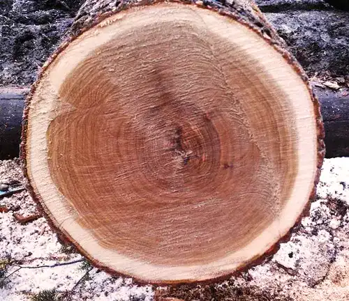 White Oak log