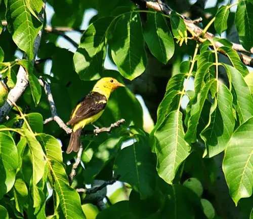 Walnut Tree