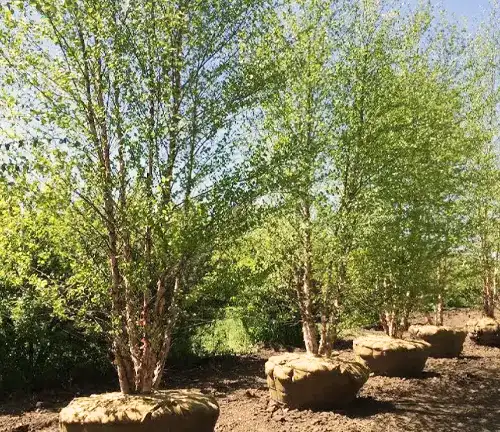 River Birch Tree