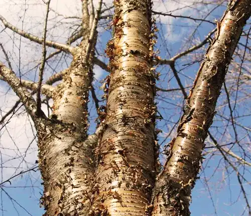 Color/Appearance Yellow Birch Tree