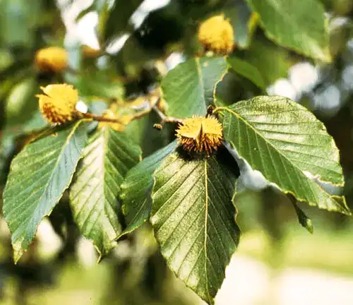 Unique Features Beech Tree