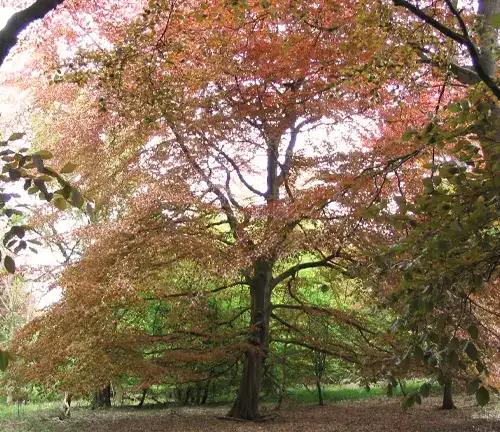 Mexican Beech (Fagus mexicana)