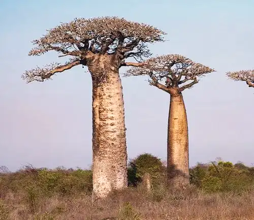 Adansonia za (Australian Baobab)