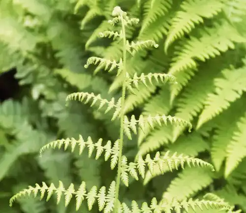 Northern Hay-Scented fern
(Dennstaedtia punctilobula)