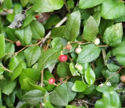 Western Teaberry 
Gaultheria ovatifolia)