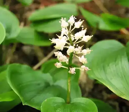 Wild Lily of the Valley
(Maianthemum dilatatum)