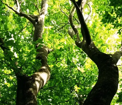 Japanese Evergreen Oak Tree Color/Appearance