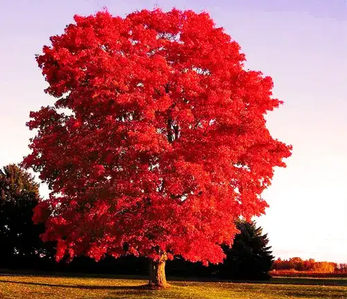 Acer rubrum
(Red Maple)