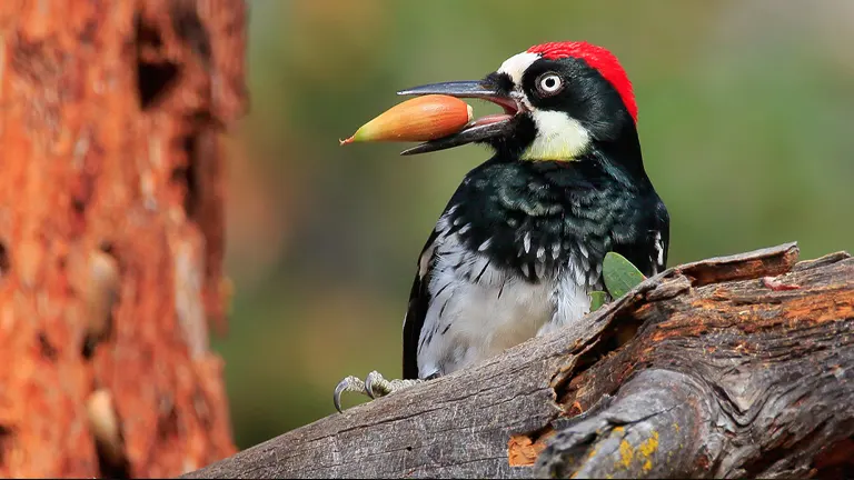 Acorn Woodpecker