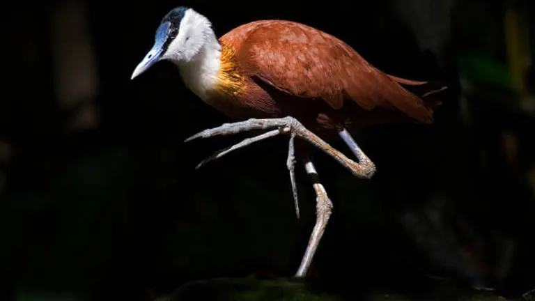 African Jacana