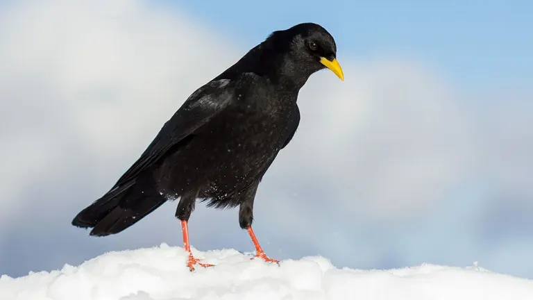 Alpine Chough