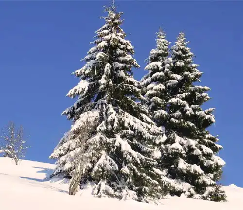 White Spruce Tree