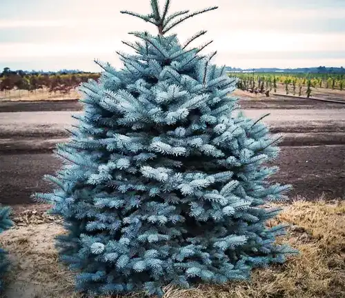 Colorado Blue Spruce Tree