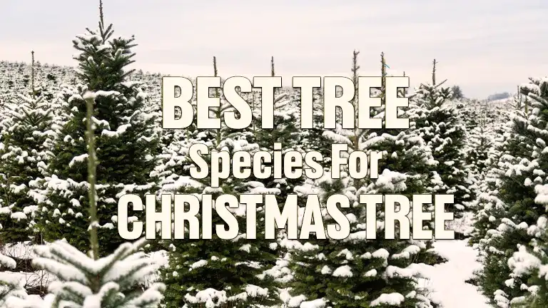 Best Natural Christmas Trees 2024