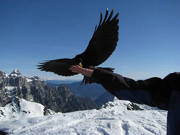 Conservation Status and Challenges of alphine chough