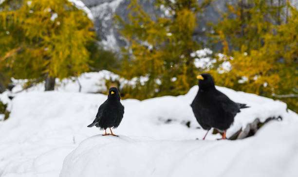 A pair of black birds, alpine cough (Pyrrhocorax graculus) in snowy landscapes in the Julian Alps, Slovenia