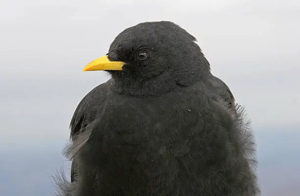 Feather Coloration of alphine chough
