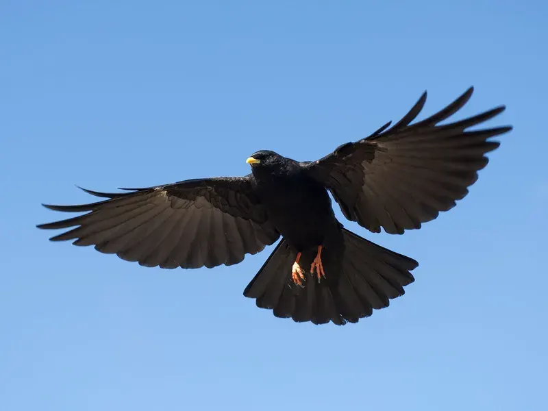 Interesting Facts of alphine chough