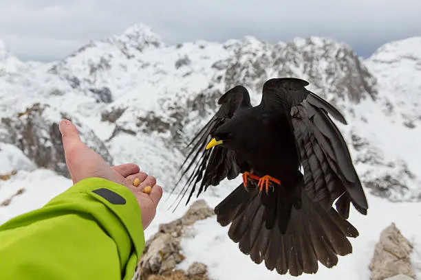 Research and Ongoing Studies alphine chough