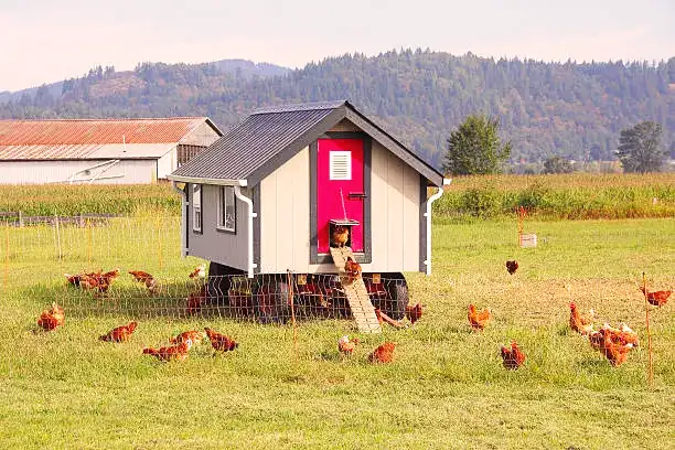 Selecting the Right Location for Your Coop