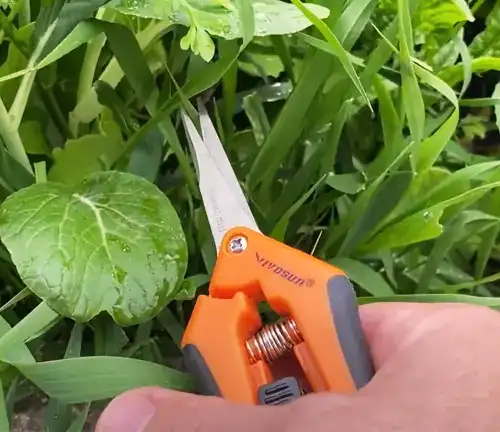 VIVOSUN 6.5" Stainless Steel Gardening Pruner - Orange Review