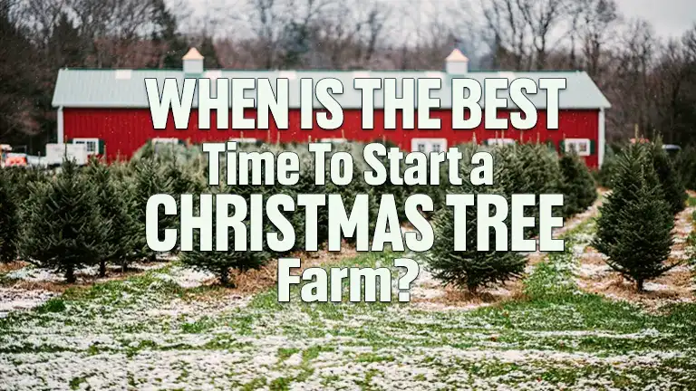 When is the Best Time to Start a Christmas Tree Farm?