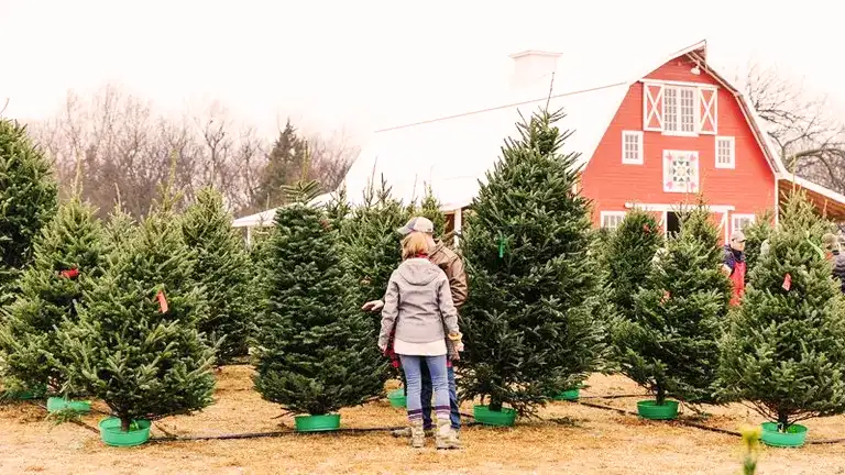 When is the Best Time to Start a Christmas Tree Farm?