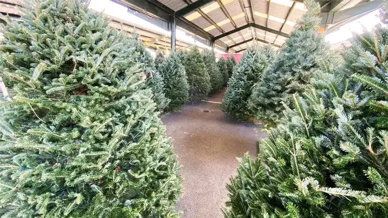 Choosing the Right Christmas Tree Variety