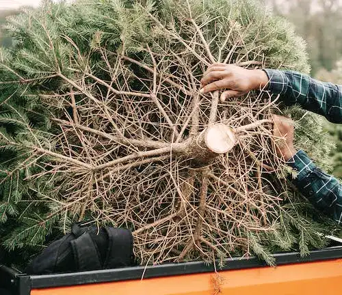 Securing the Tree