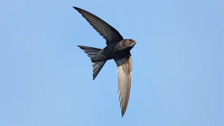 Alpine Swift