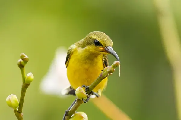 Olive-Backed Sunbird perched on a branch with buds