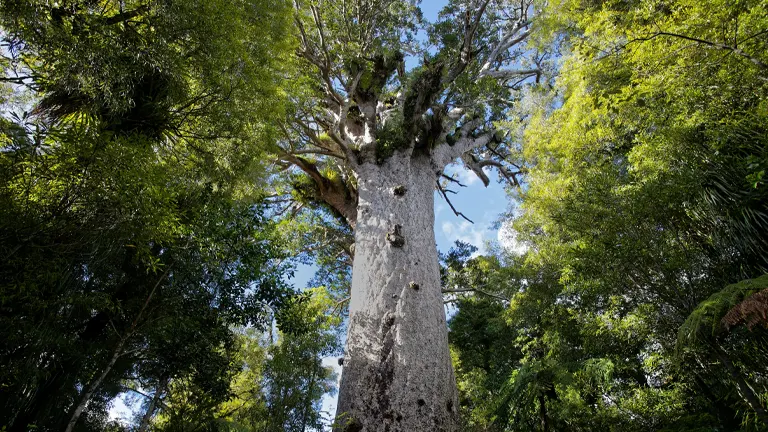 Kauri Tree