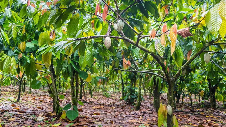 Cacao Tree