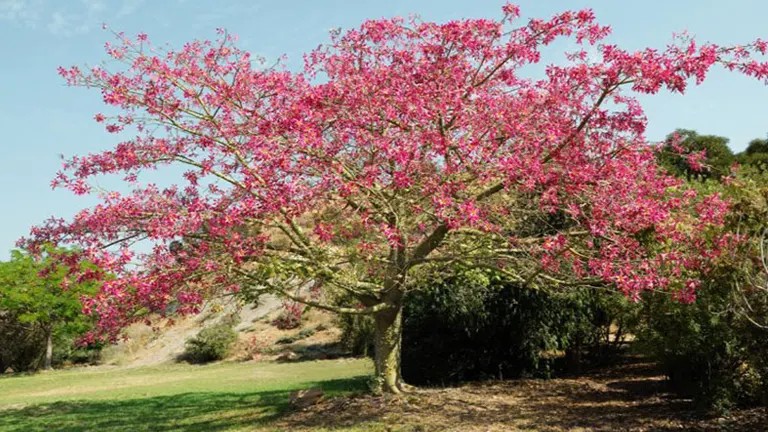 Silk Floss Tree