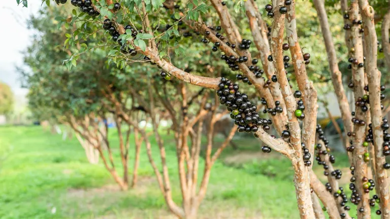 Jabuticaba Tree