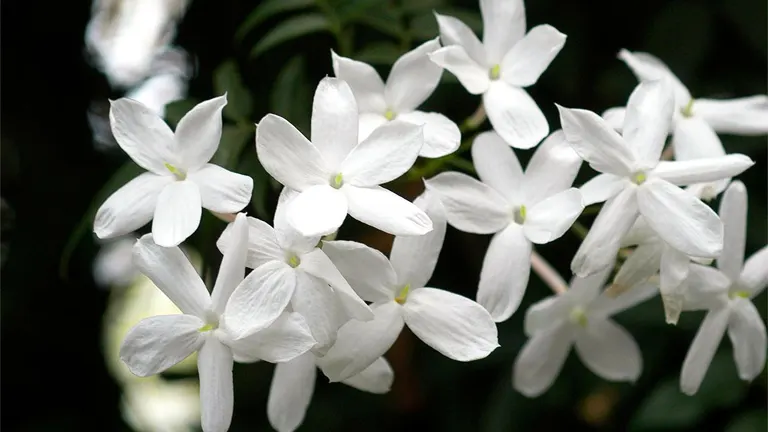 Jasmine Plant