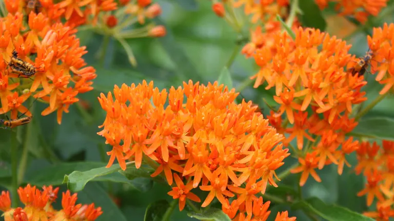 Milkweed Plant