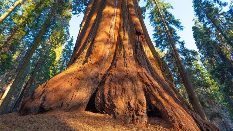 General Sherman Tree