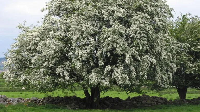 Hawthorn Tree