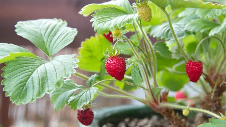 Strawberry Plant