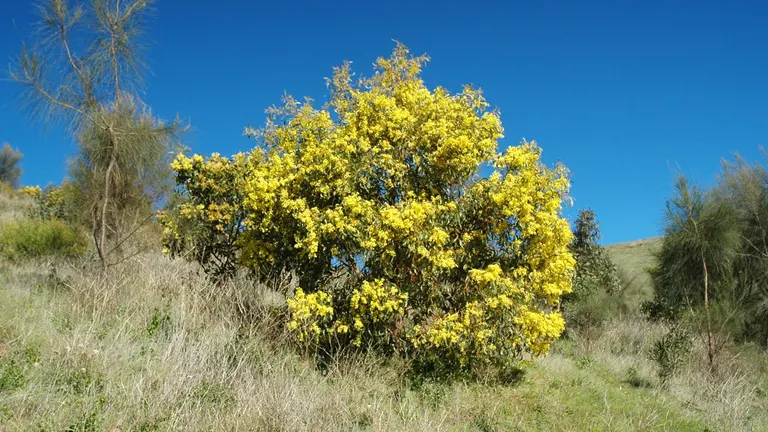 Golden Wattle