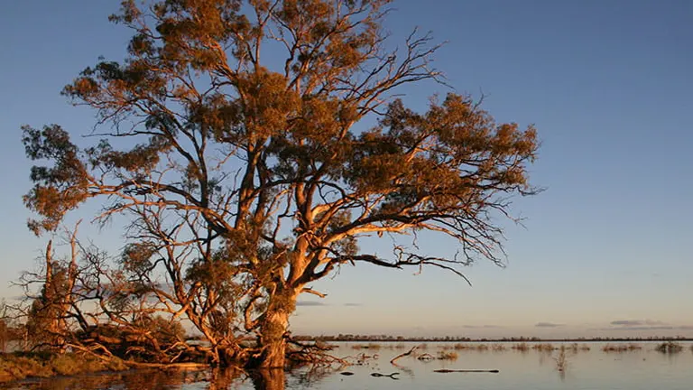 River Red Gum