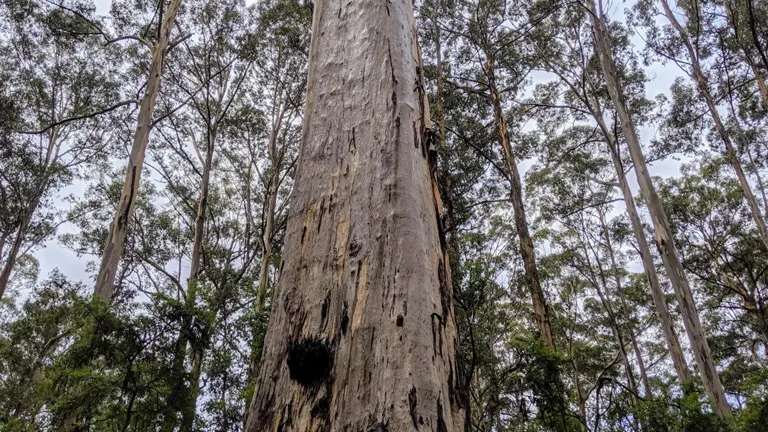 Karri Tree