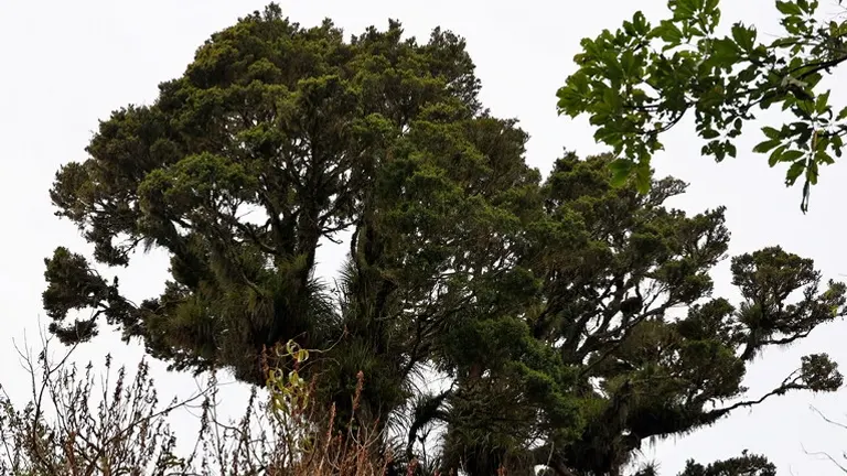 Totara Tree