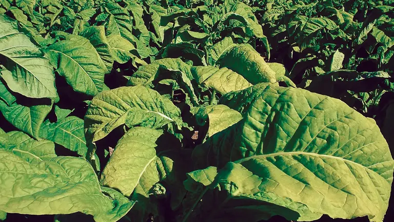 Tobacco Plant