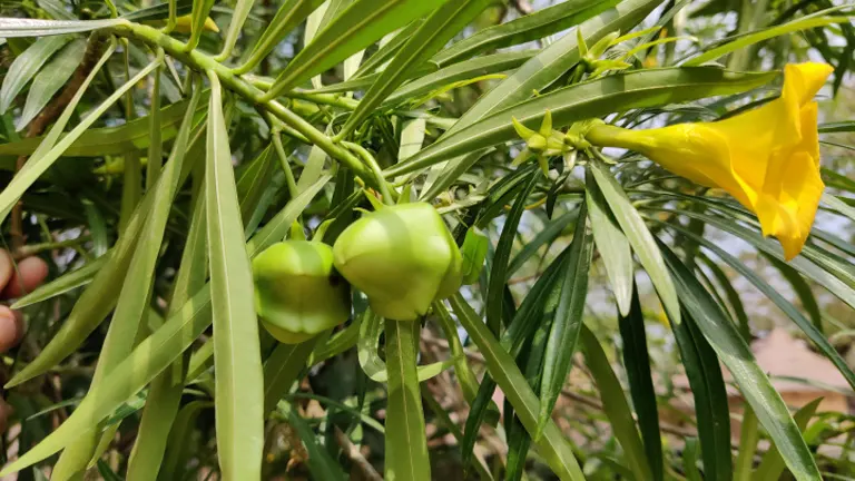 Yellow Oleander