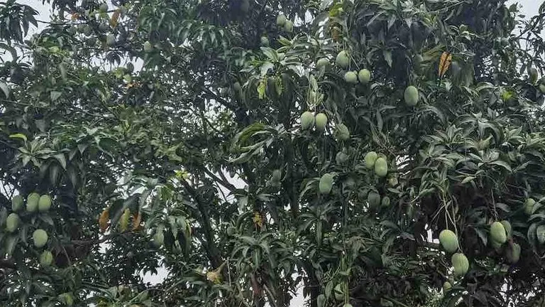 Mango Tree