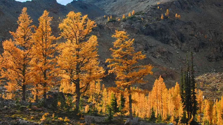 Siberian Larch