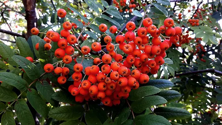 Rowan Tree