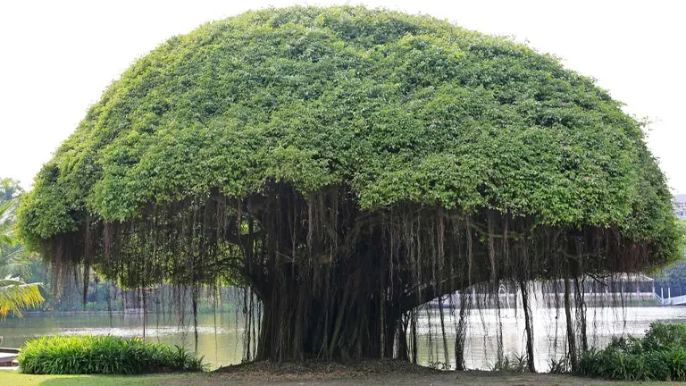 Banyan Tree